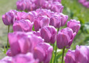 102150 Natur - Tulpen