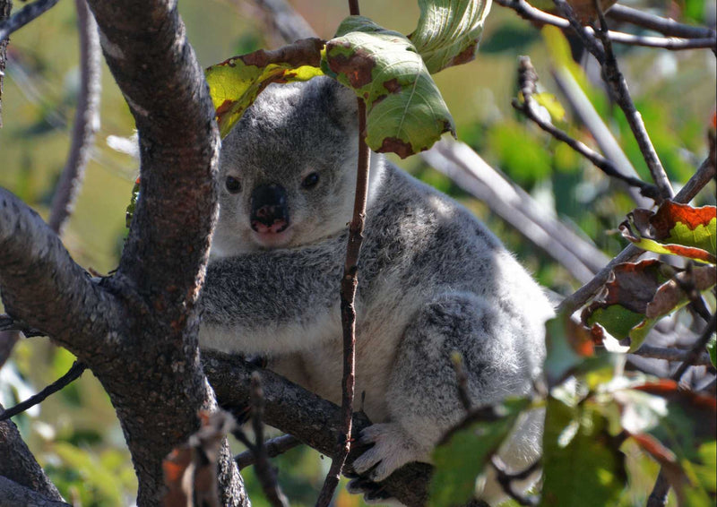 96803 Tierwelt - Koala