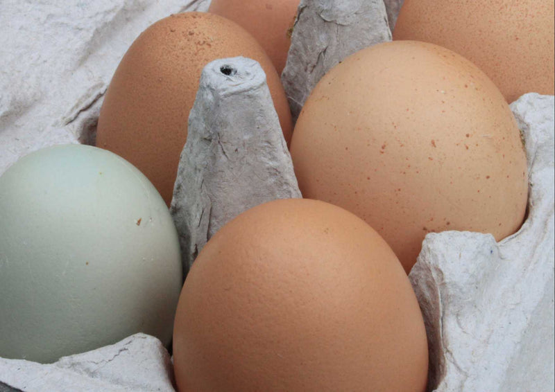 96330 Ernährung - Eier