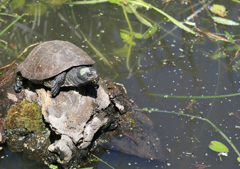 95519 Tierwelt - Schildkröte