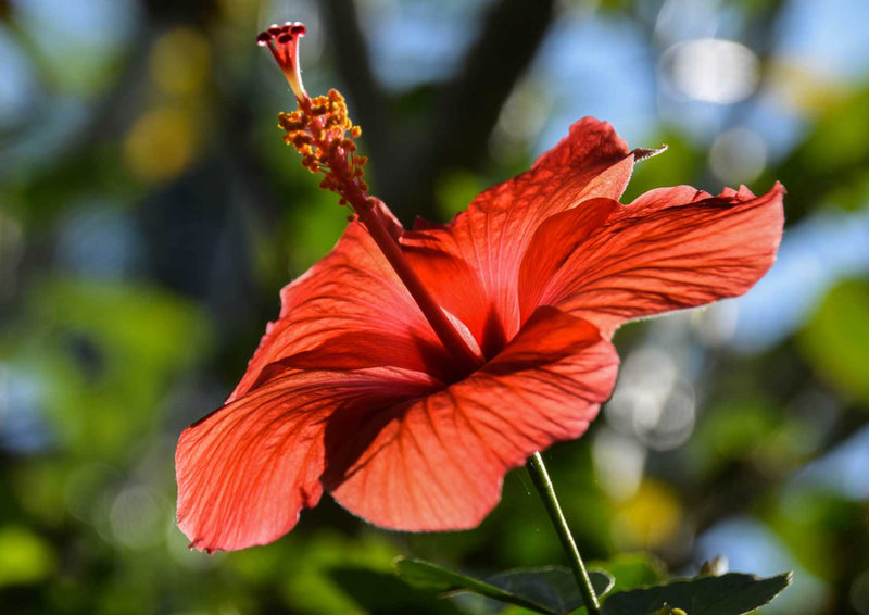 103769 Natur - Hibiskus