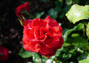 98632 Natur - Rote Rose