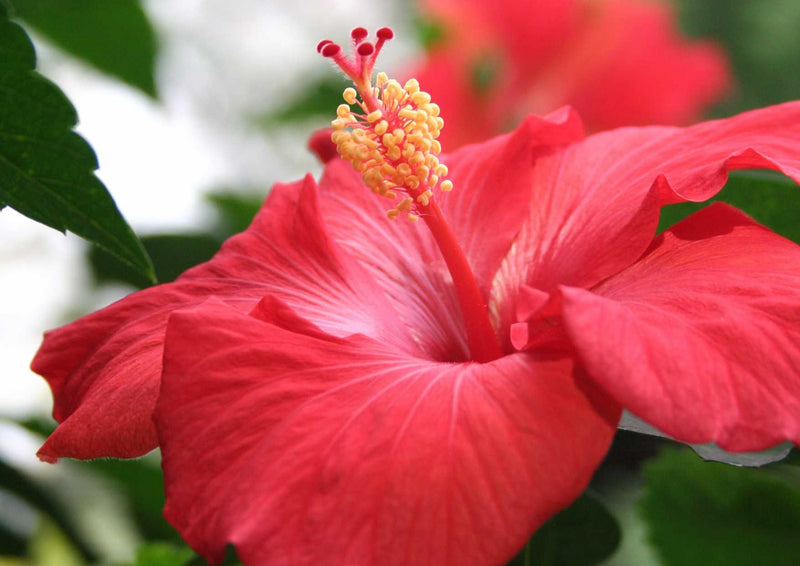 102943 Natur - Hibiskus