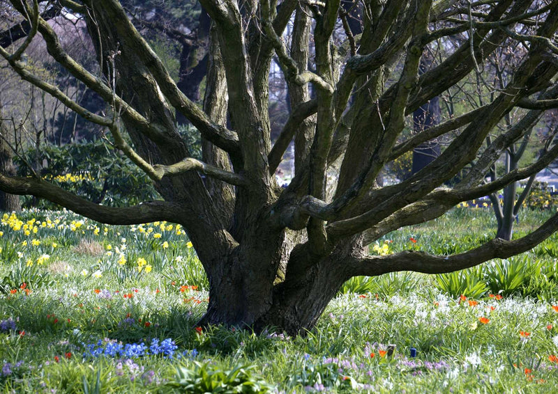 108726 Natur - Baum