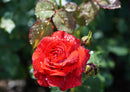 98780 Natur - Rote Rose