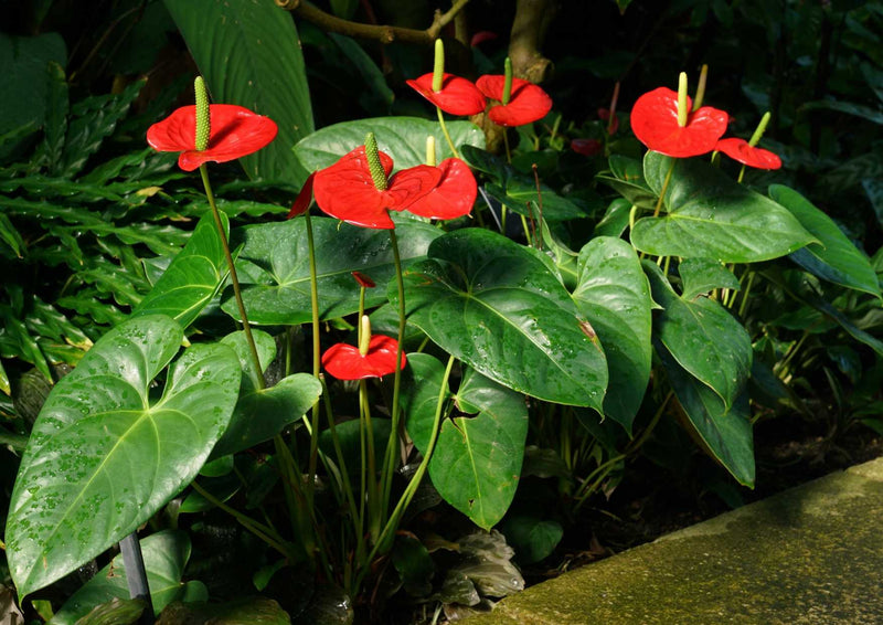 89224 Natur - rote Blumen