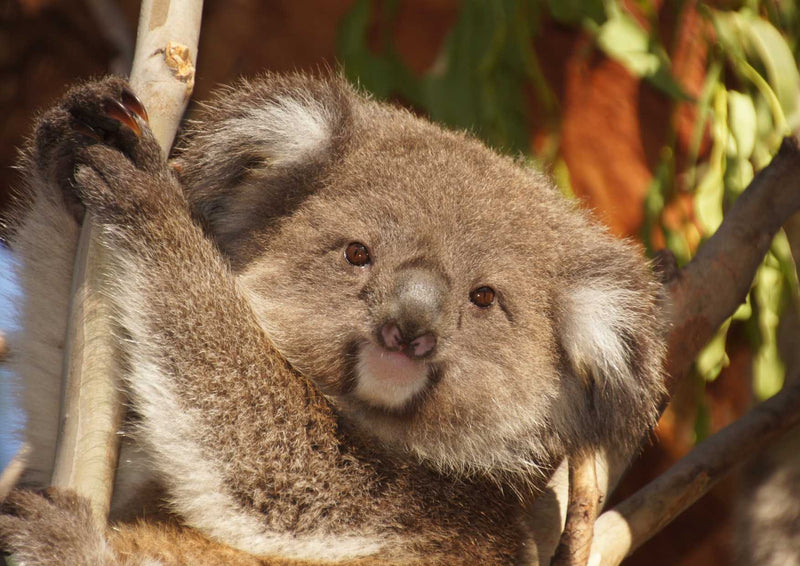 96787 Tierwelt - Koala