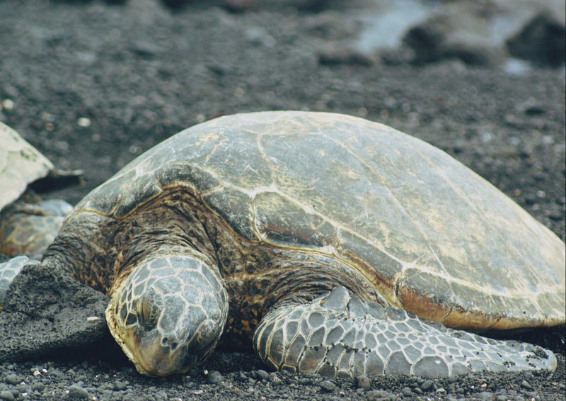 96668 Tierwelt - Schildkröte