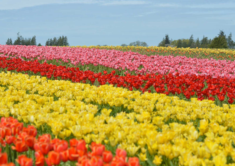 101344 Natur - Tulpen