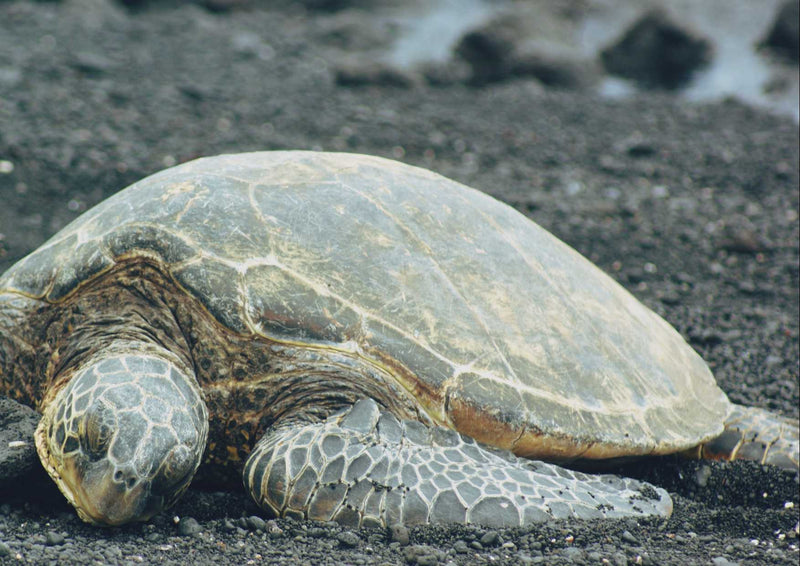 95564 Tierwelt - Schildkröte