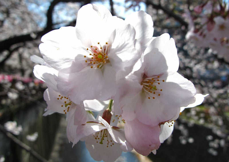 101241 Natur - Kirschblüten