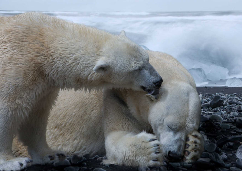 101113 Tierwelt - Eisbären