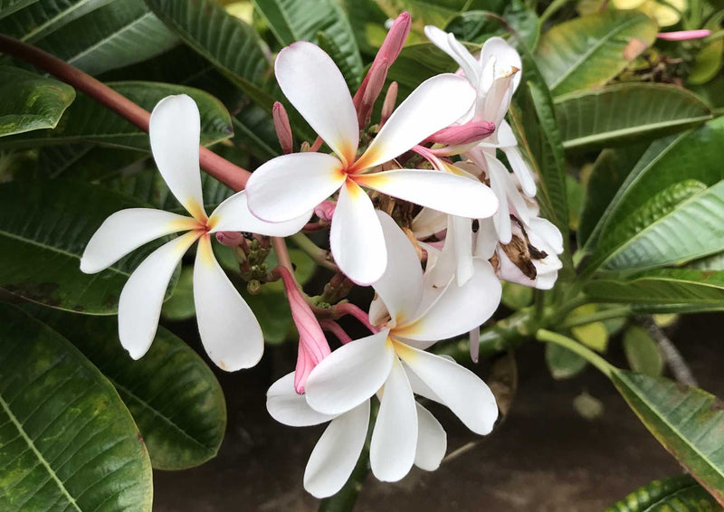 102974 Natur - Plumeria