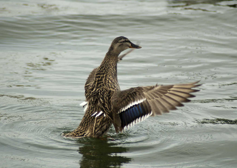 107723 Tierwelt - Ente