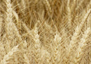 97885 Hintergründe - Weizen