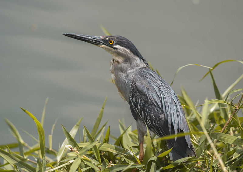 108061 Tierwelt - Vogel