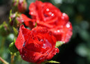 98949 Natur - Rote Rosen