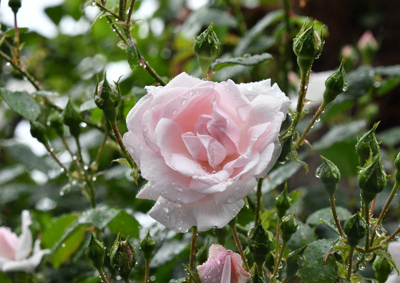101232 Natur - Rose