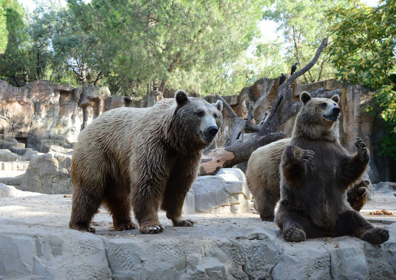 106191 Tierwelt - Bär