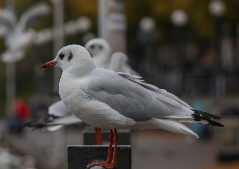 108584 Tierwelt - Möwe