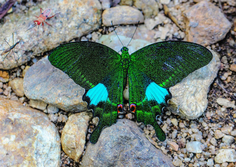 107594 Tierwelt - Schmetterling