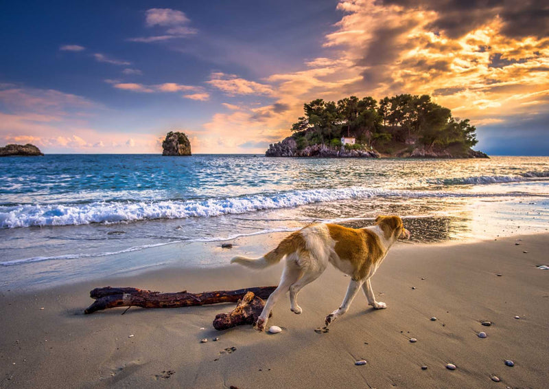 101041 Tierwelt - Hund am Meer