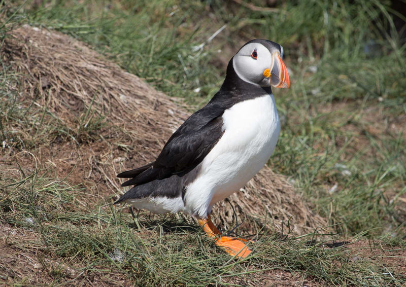 96834 Tierwelt - Papageientaucher