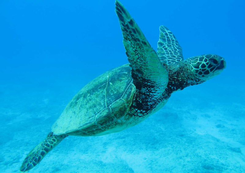 103470 Tierwelt - Wasserschildkröte