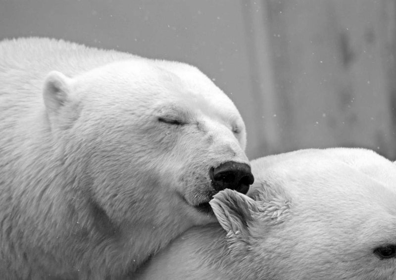 94361 Tierwelt - Eisbären