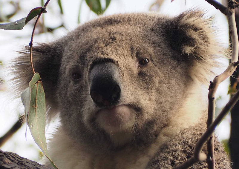 96824 Tierwelt - Koala