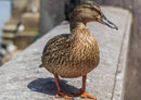 90818 Tierwelt - Ente
