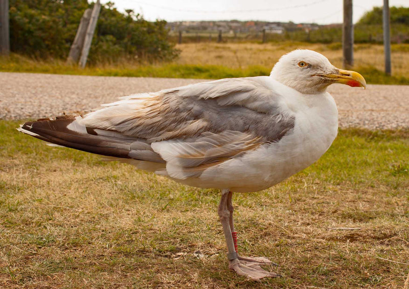 97024 Tierwelt - Möwe