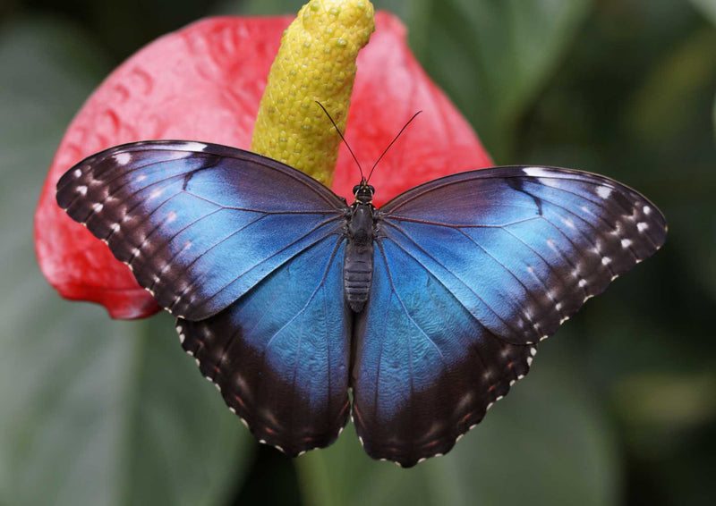 96868 Tierwelt - Schmetterling