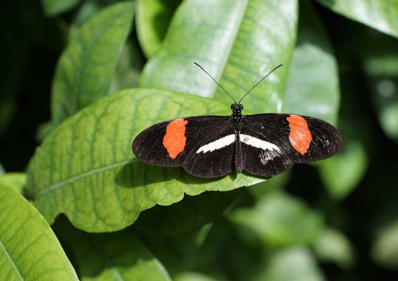 98773 Tierwelt - Schmetterling